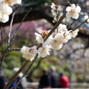 池上梅園