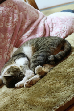 ねこの長座体前屈