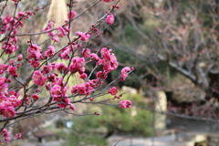 梅の始まり