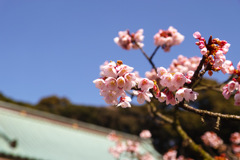 鎮国寺の梅