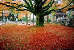 雷山千如寺大悲王院の大楓