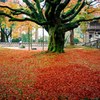 雷山千如寺大悲王院の大楓
