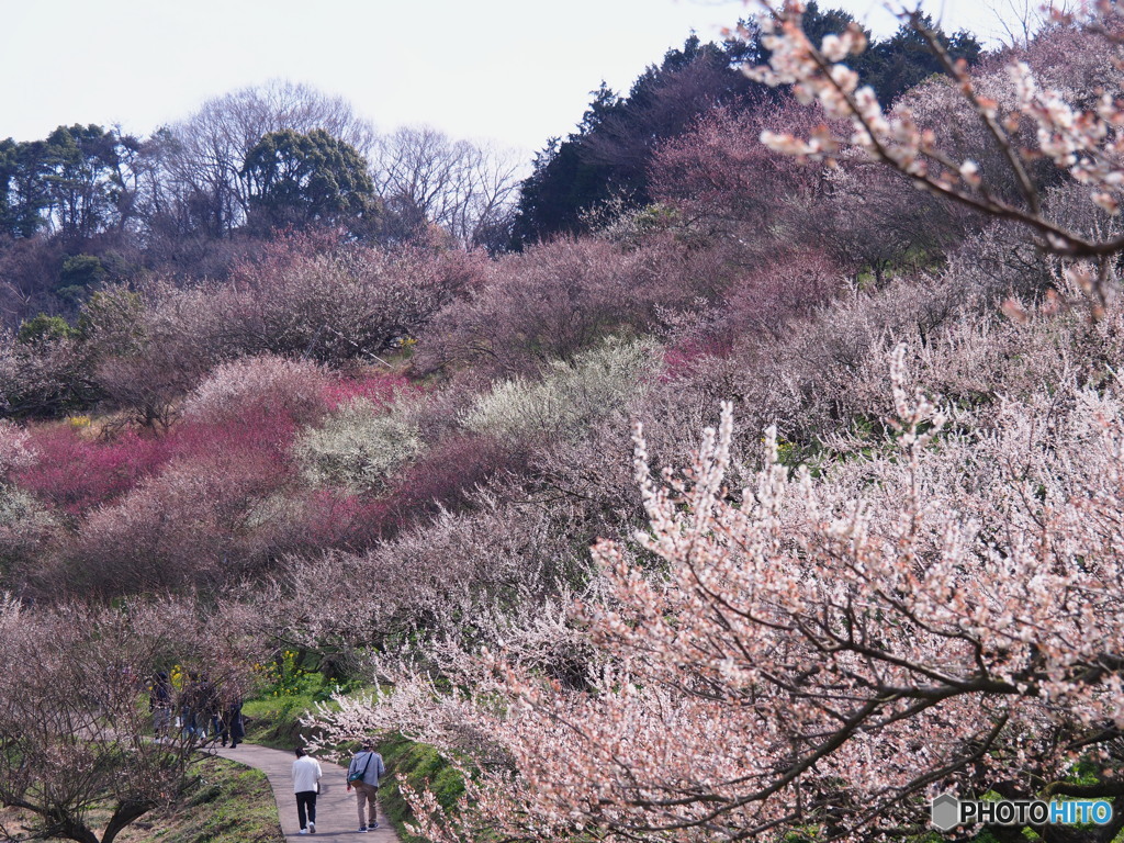 プチ登山 梅 ウォーキング 梅園 梅祭り
