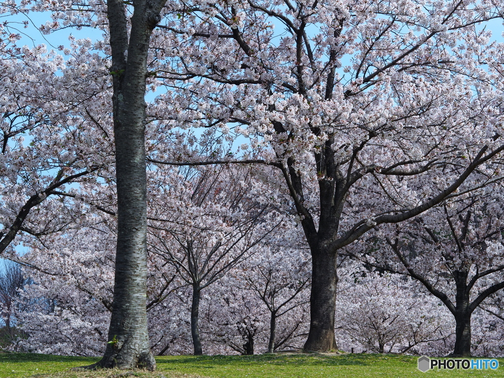 ウォーキング　桜の下　1