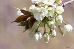 御衣黄その3