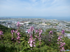ウォーキング　里山からの眺め　3