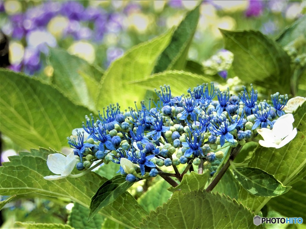 花菖蒲祭りにてアジサイ