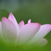 ひかえめに自己主張