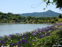 花菖蒲祭りにて　1