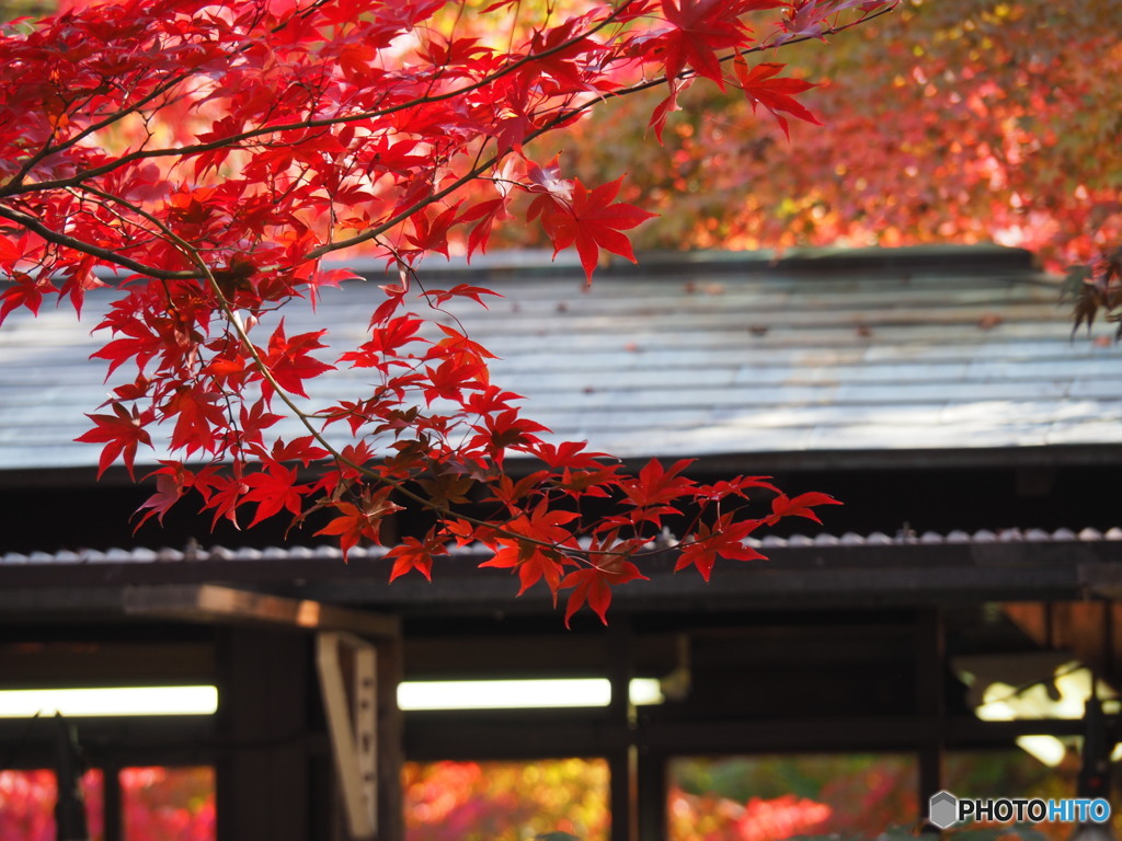 紅葉散策