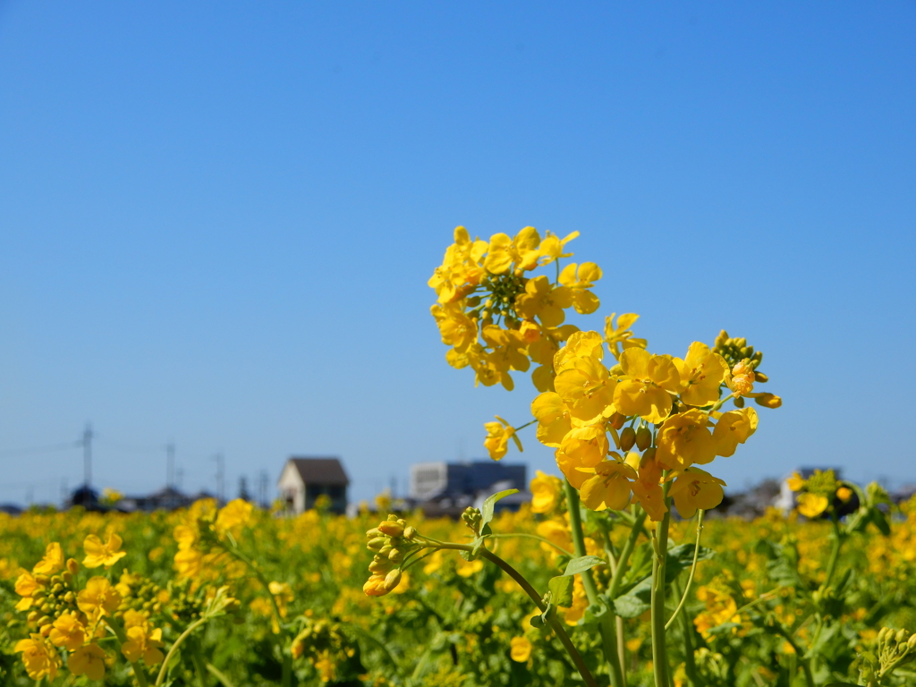 菜の花畑