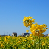 菜の花畑