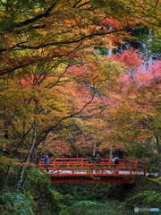 秋に染まる