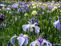 花菖蒲祭りにて　2