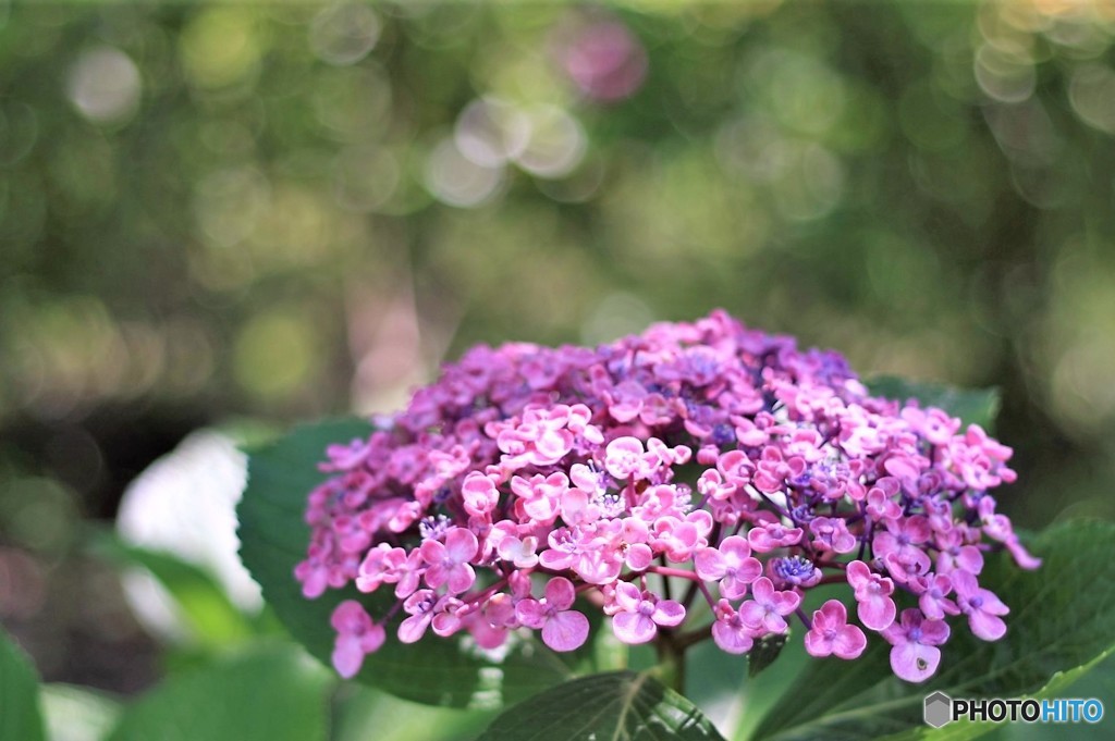 ウォーキング　紫陽花　6