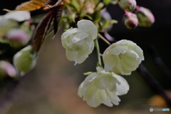御衣黄その2