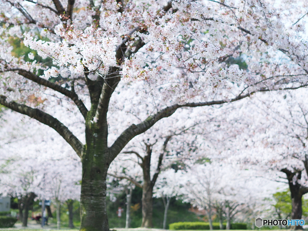 ウォーキング　桜の下　2