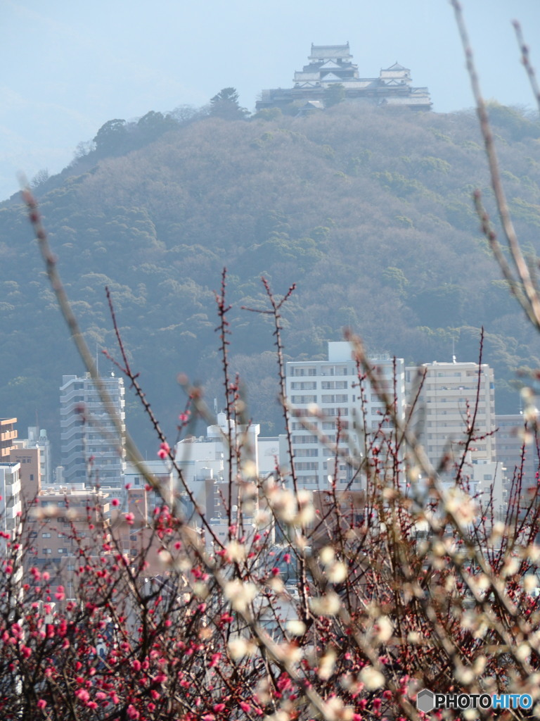 ウォーキング　梅と城　1
