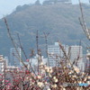 ウォーキング　梅と城　1