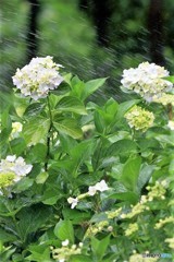 シャワー～気持ちいい-----/