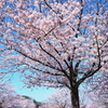 花見ウォーク　⑴