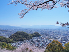 里山　花見ウォーキング　④