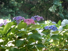 ウォーキング　紫陽花　1