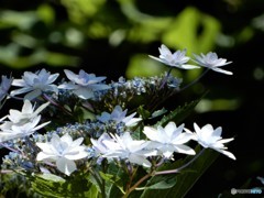 ウォーキング　紫陽花　5