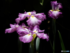 花菖蒲　2