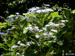 ウォーキング　紫陽花　2