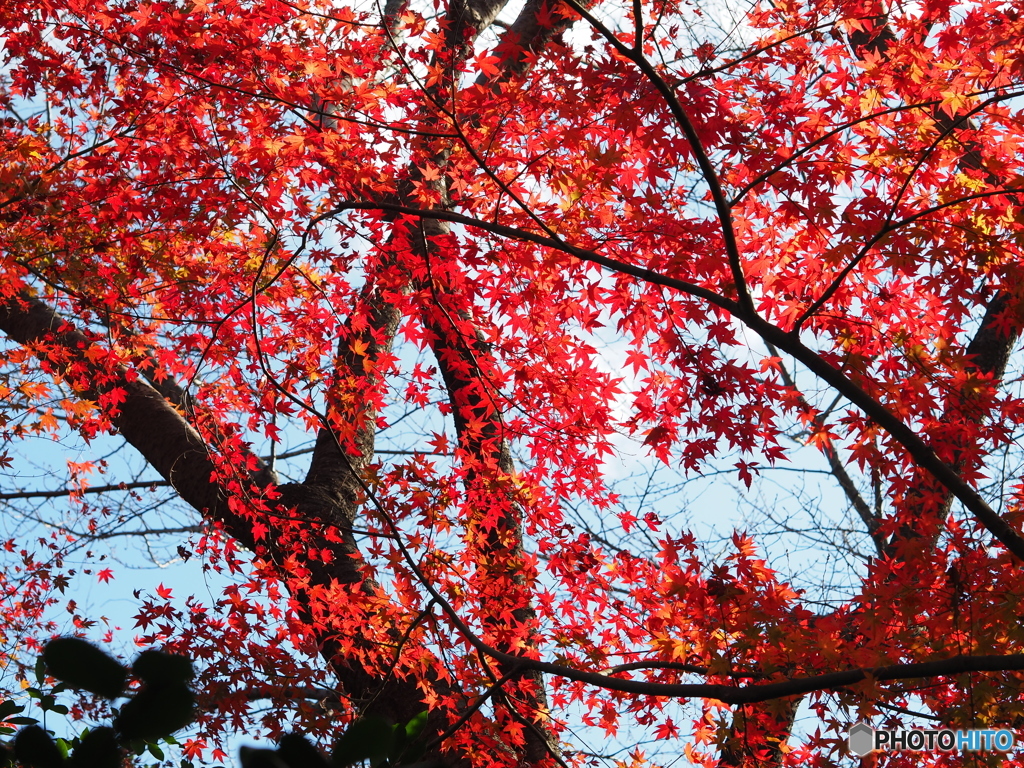 ウォーキング　秋の名残・・まだ紅葉が