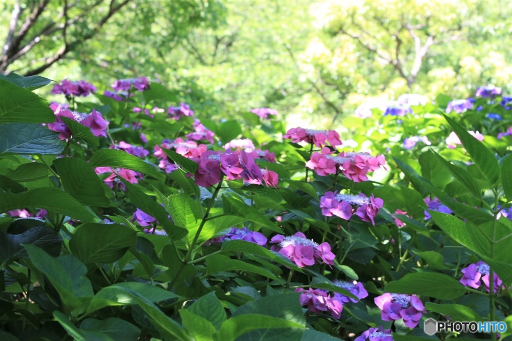 ウォーキング　紫陽花　4