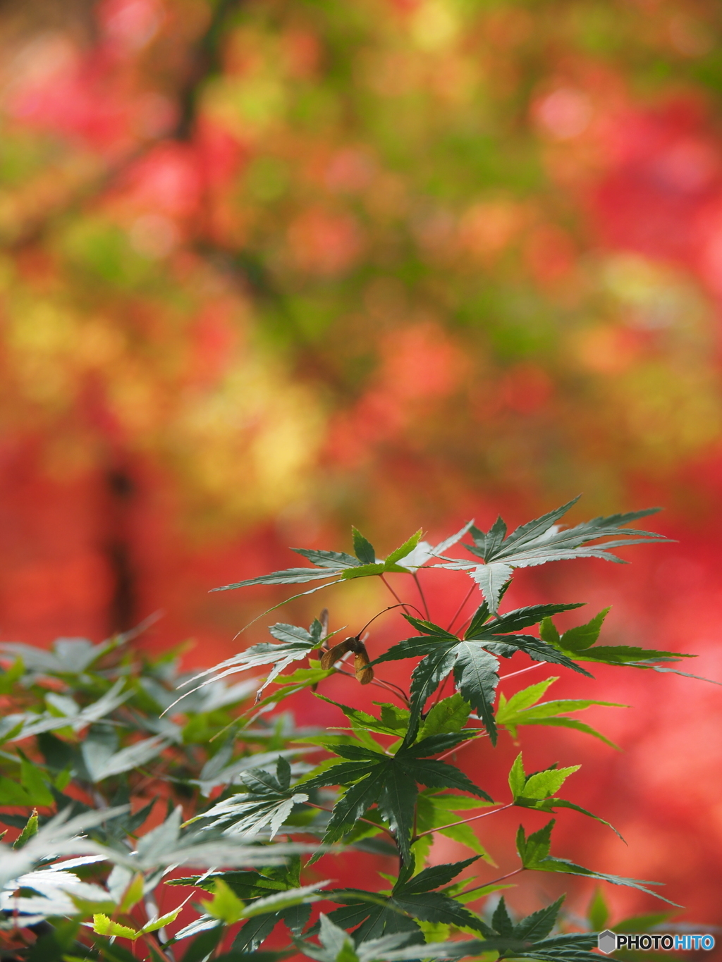紅との競演