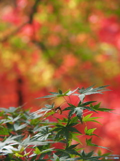 紅との競演