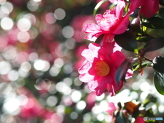 年明けウォーキング　山茶花