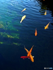 ウォーキング　親水公園にて