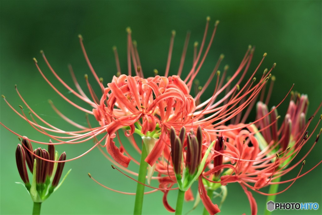 曼殊沙華