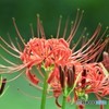 曼殊沙華