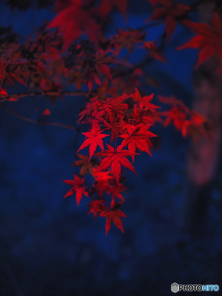 紅葉ライトアップにて　1