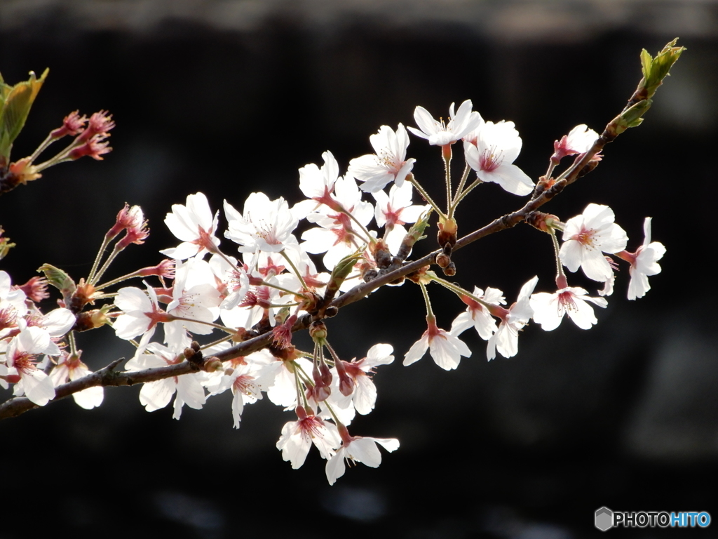 桜咲く