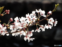 桜咲く