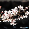 桜咲く
