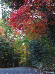 ウォーキング　紅葉もとめて