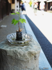 伝統的街並み保存地区　ウォーキング　3