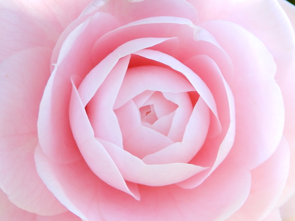花びら