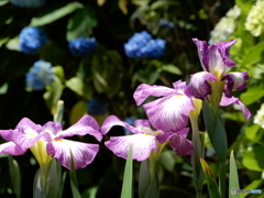 花菖蒲　3