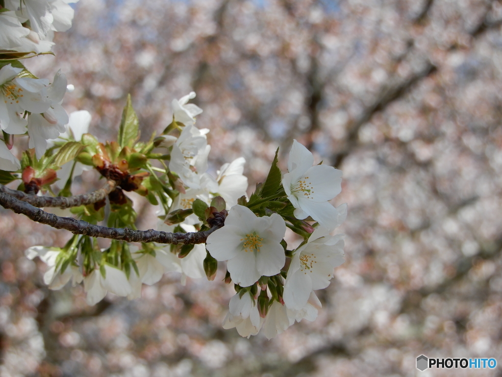 桜咲く