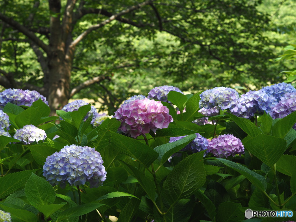 ウォーキング 紫陽花咲き始め 3