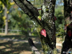 ウォーキング　秋の気配を感じながら　2