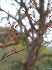 ウォーキング　寒紅梅　3